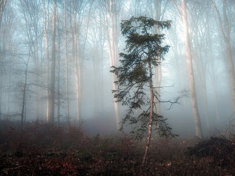 Mystical misty forest with tall thin trees and lush undergrowth, capturing nature's serene beauty.