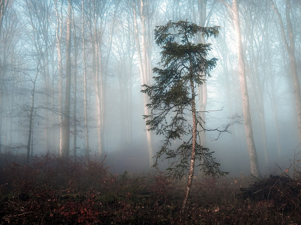 mystical misty forest with tall thin trees and lush undergrowth captur