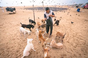 Man Feeding Dogs on Beach