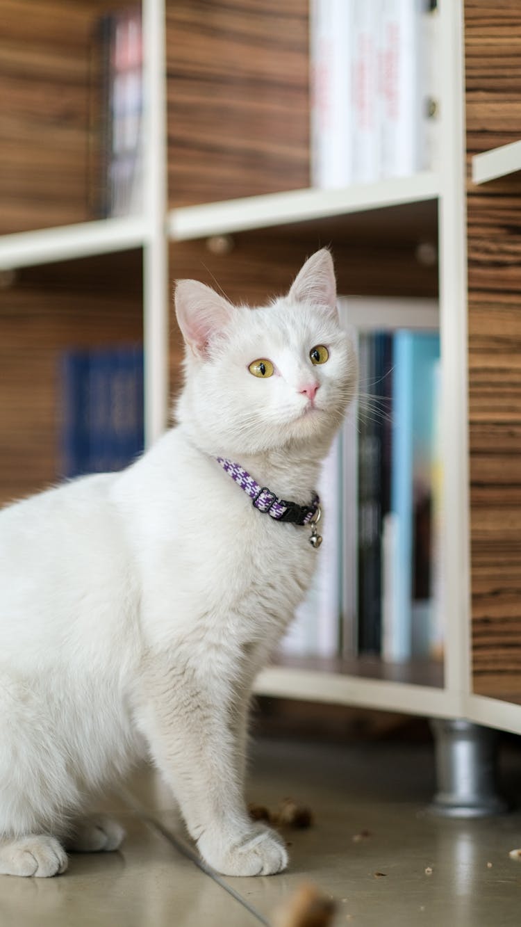 A Cute Cat With Collar On It's Neck