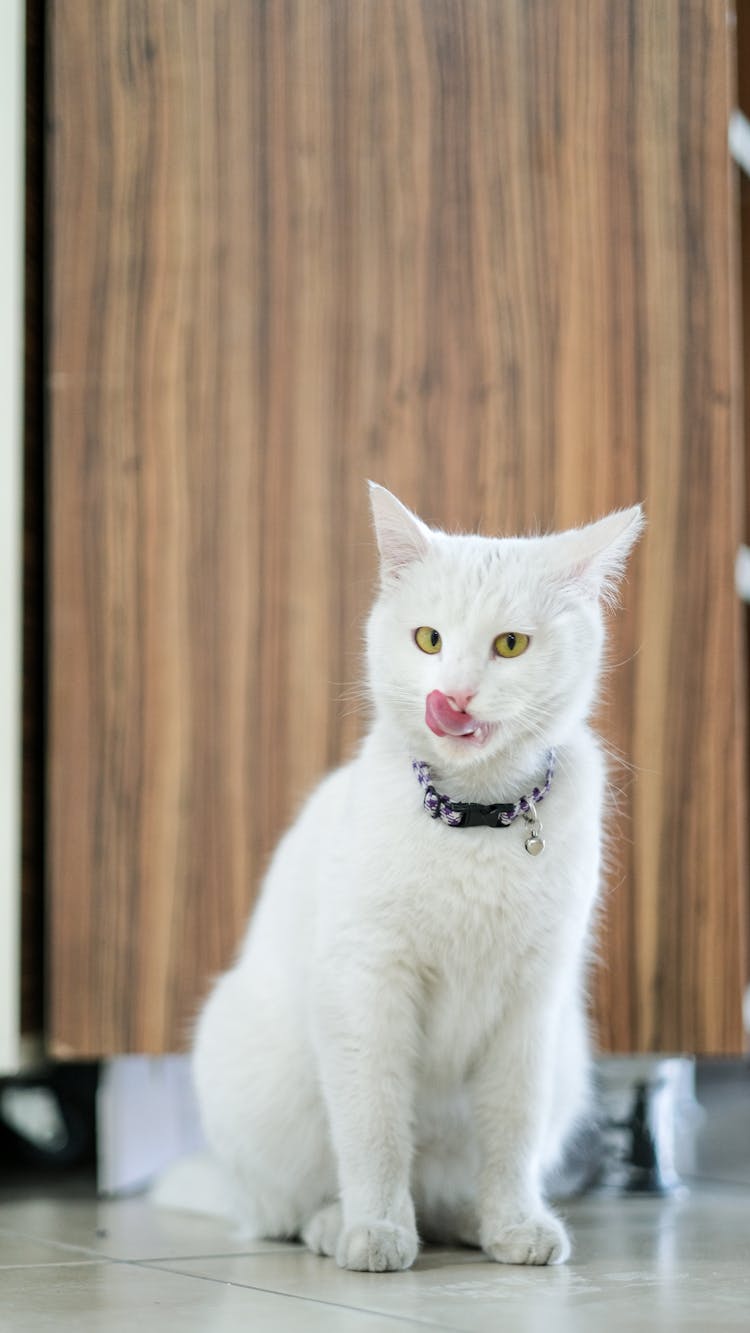 A White Cat With Collar On It's Neck