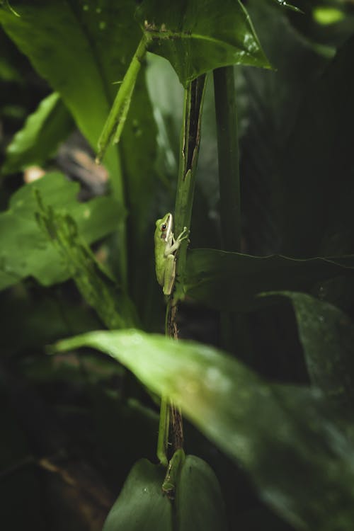Eastern Dwarf Tree Frog on Plant in Rainforest