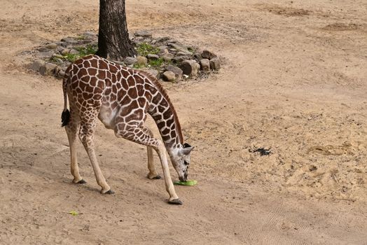 Baby Giraffe Smelling Leaf on Sand