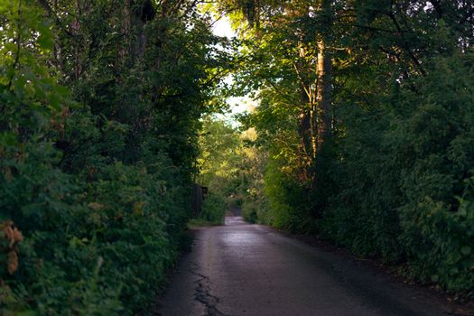 Road in the Forest