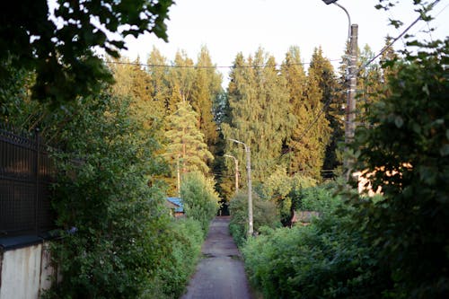 Ilmainen kuvapankkikuva tunnisteilla droonikuva, katukiveys, metsämaa