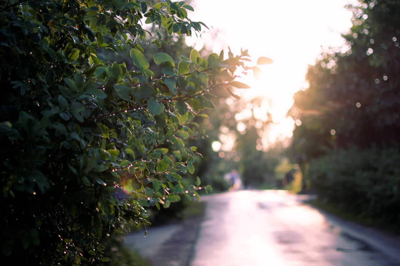 a tranquil scene of a wet road illuminated by sunrise surrounded by lu