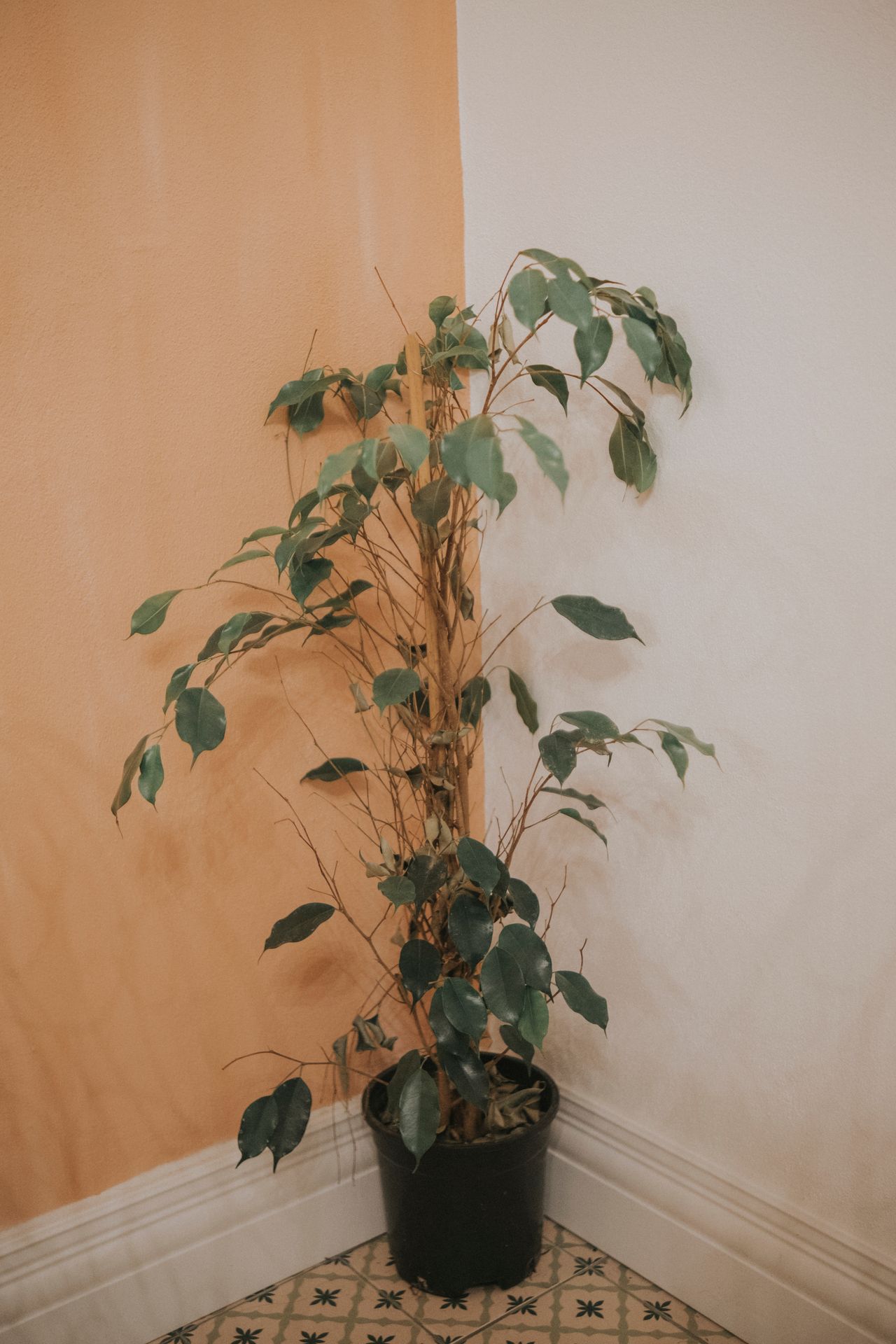 Tall lush houseplant in a corner of an entryway Tall lush houseplant in a corner of an entryway