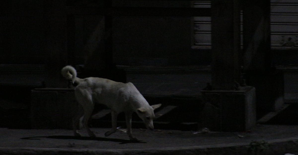 Free stock photo of dog, street