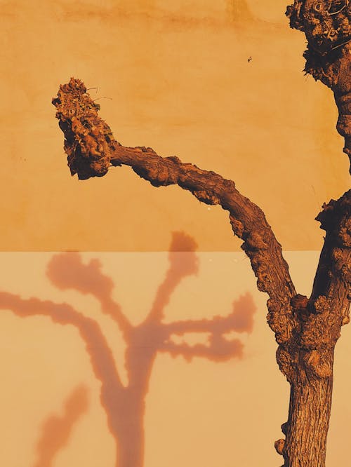 Fotos de stock gratuitas de árbol desnudo, árido, muro