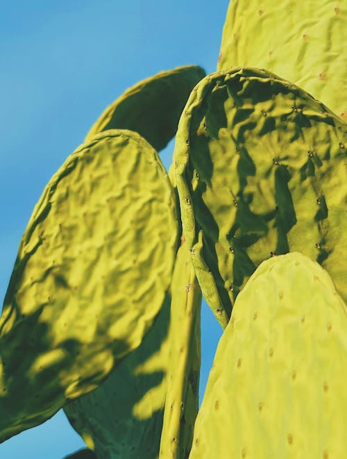 Kostenloses Stock Foto zu blätter, flora, kaktus