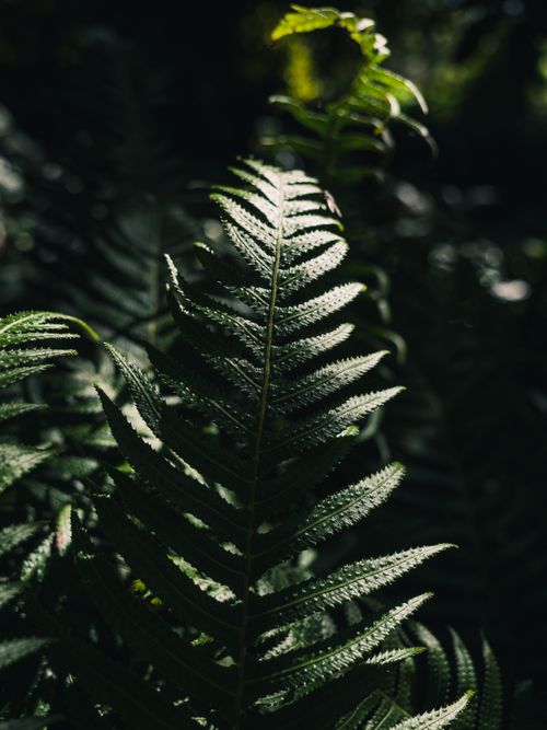 Free Detailed close-up of sunlit fern leaves in a natural setting, capturing the lush green textures. Stock Photo