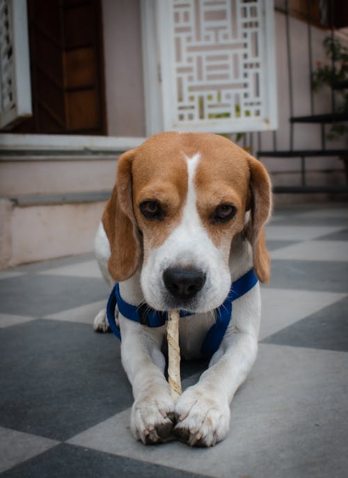 Foto profissional grátis de animal, animal de estimação, animal fofo