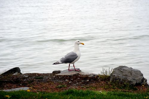 Free A seagull stands on a rocky shore near the sea, with a calm ocean in the background. Stock Photo