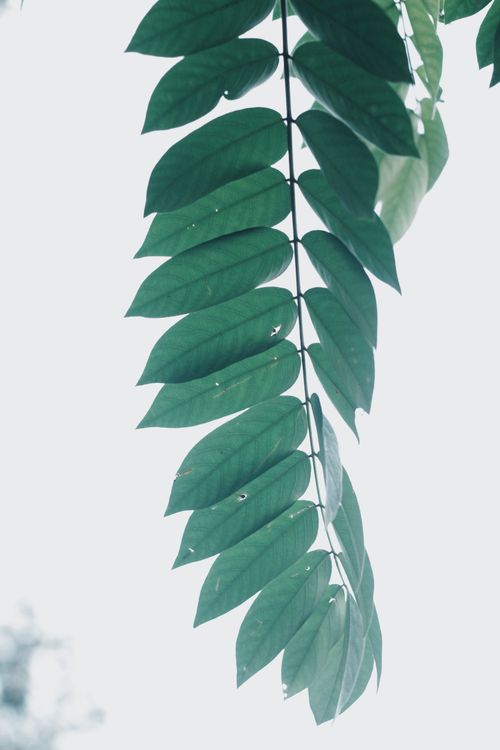 Free Leaf Stock Photo