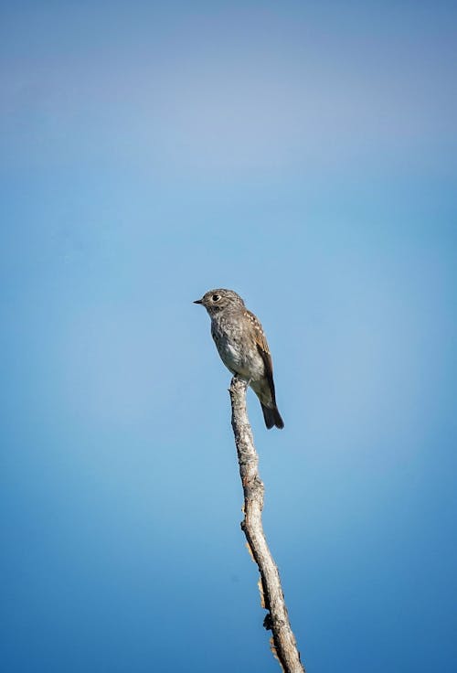 Little Bird on Wooden Stick