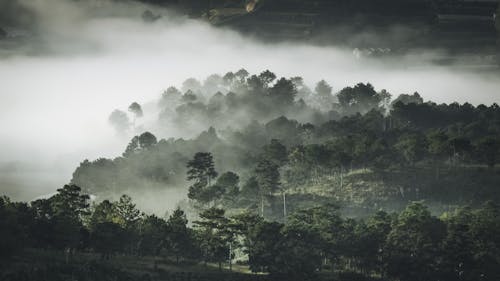 無料 雲のある木 写真素材