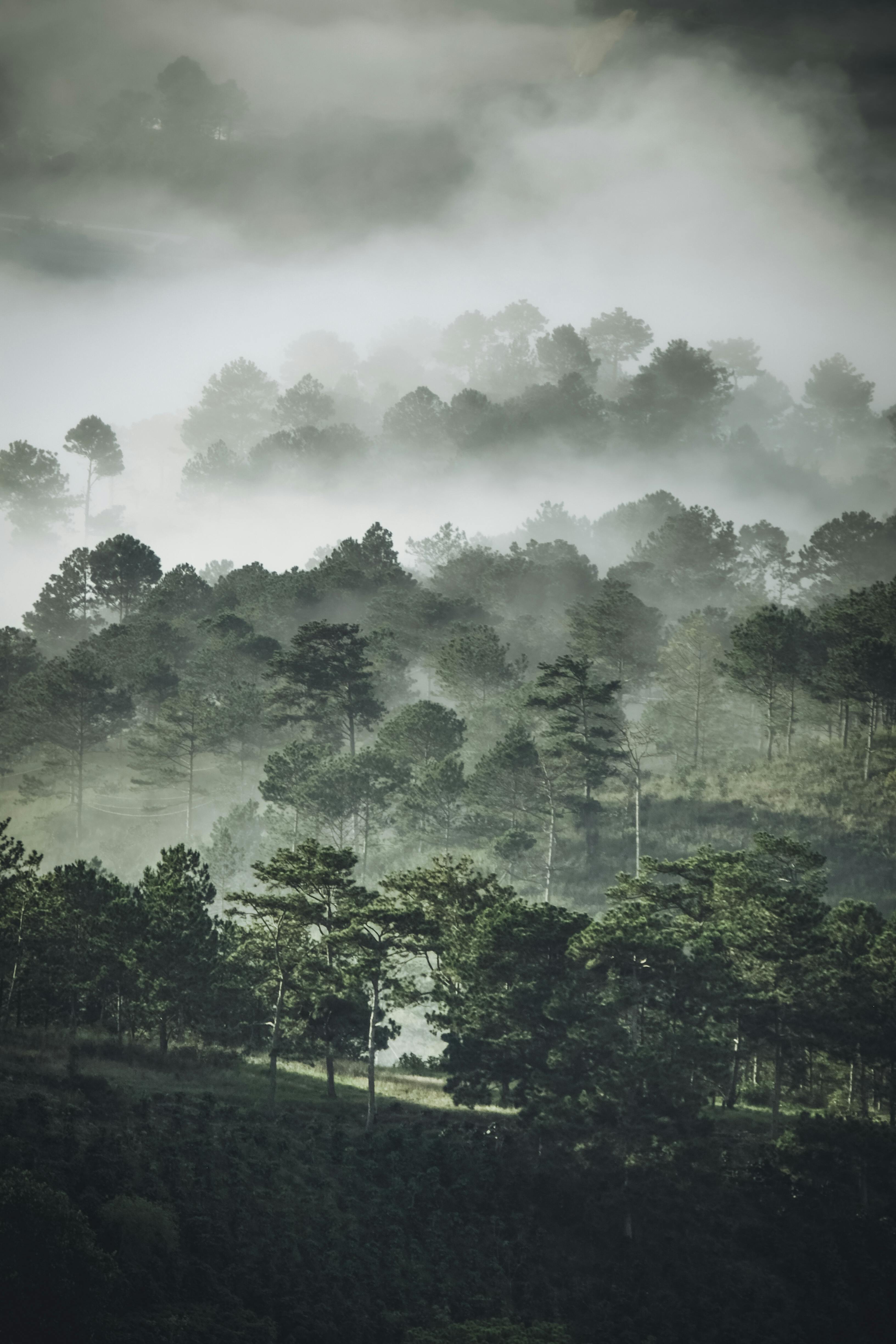 Free stock photo of cloud, fog, foggy