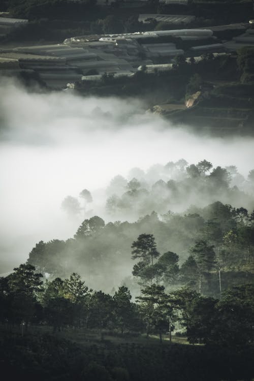 Bomen Bedekt Met Mist