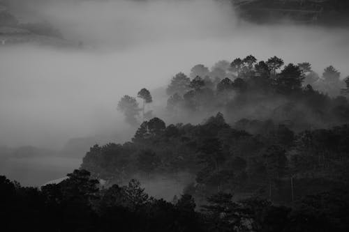 Gratuit Imagine de stoc gratuită din alb-negru, arbori, ceață Fotografie de stoc