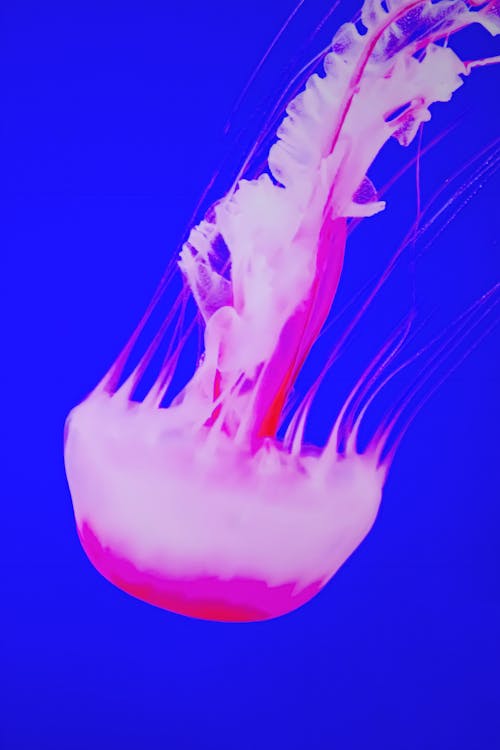 Immagine gratuita di luminoso, medusa, movimento