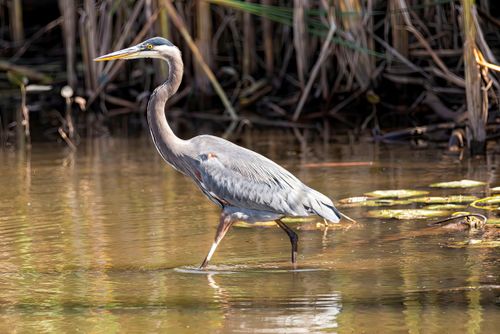Free A graceful Great Blue Heron wades through a marsh, hunting in the serene water. Stock Photo
