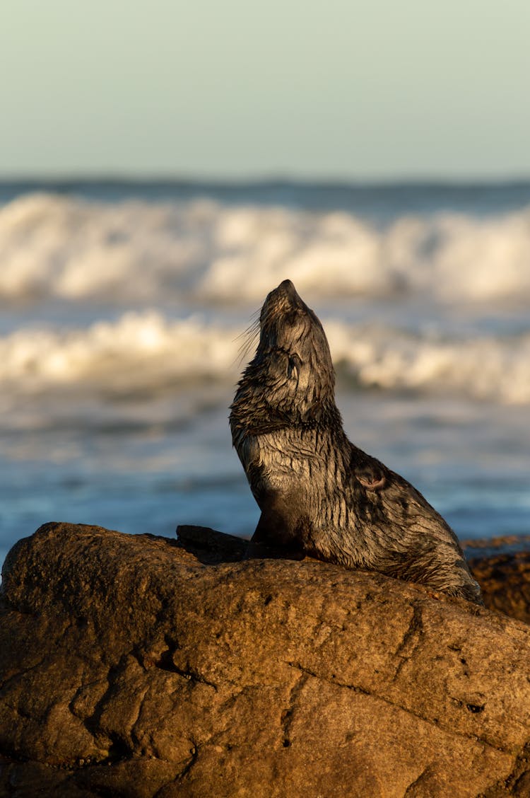 A Wet Seal On A Rock 