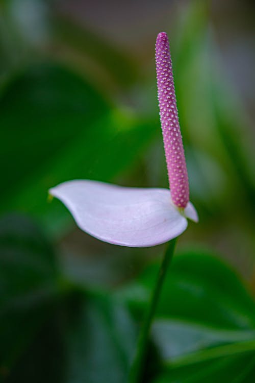 Close-up Shot of a Flamingo Flower