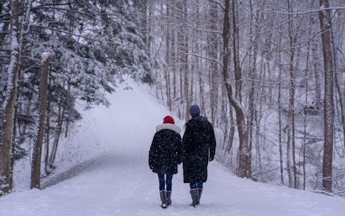 Back View of People Walking in a Forest at Snowfall 