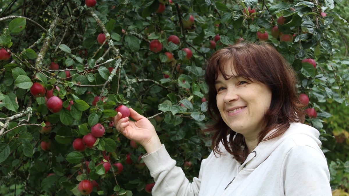 Choisir des arbres fruitiers adaptés à la région dAngers