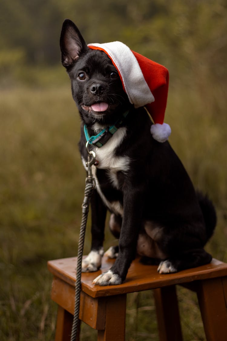 Dog With Santa Hat