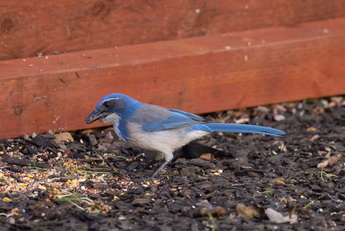 Free Detailed image of a vibrant California Scrub Jay foraging for food on a wooden mulch background. Stock Photo