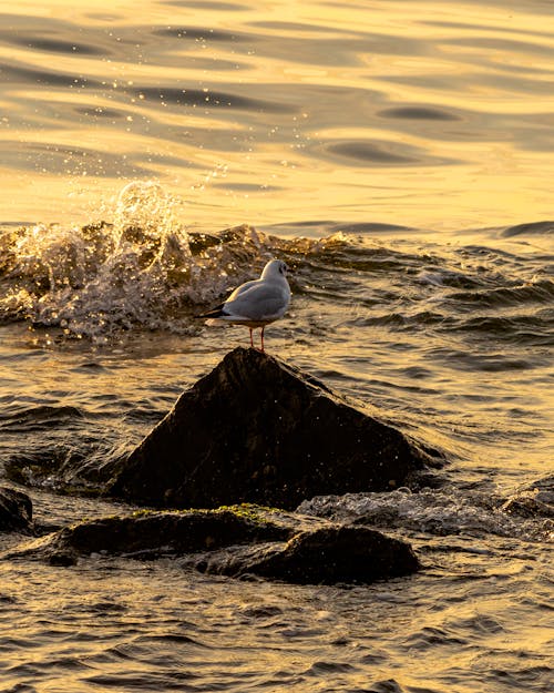 Close-up of a Seagull on a Rock in Water 