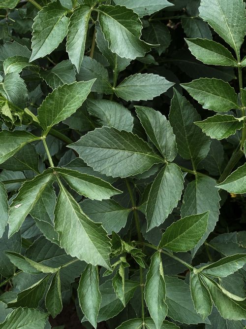 Free Vibrant close-up of green leaves, showcasing rich textures and natural beauty in an outdoor setting. Stock Photo