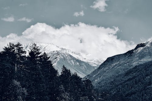 Landscape of Snowy Mountains and Conifer Trees