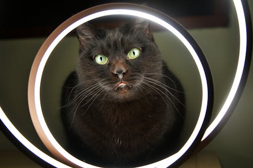 Free stock photo of black cat, cat