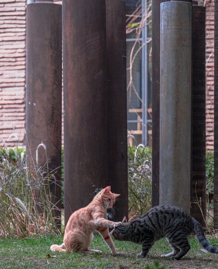 Cats Playing With Each Other