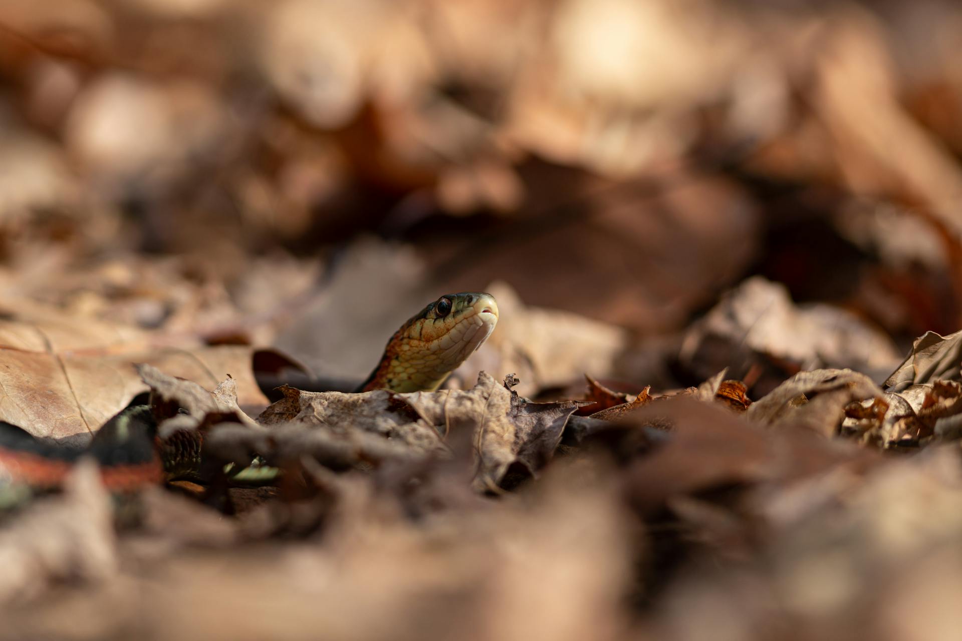 A hidden eastern garter snake camouflaged among dry autumn leaves using selective focus.