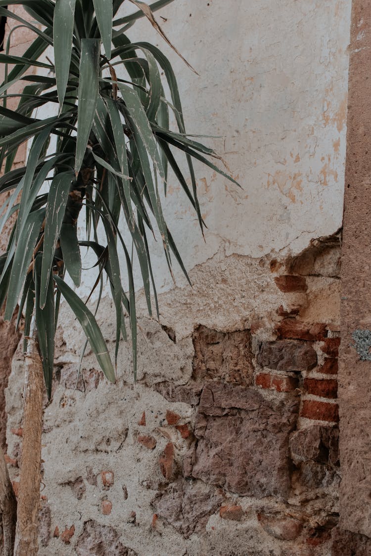 Decaying Wall Behind A Plant