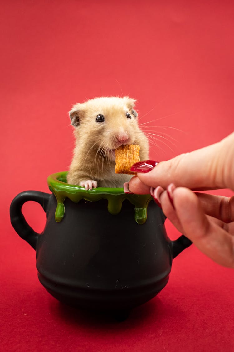 Hamster In A Mug Eating Cereal