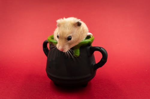 Mouse in Cup