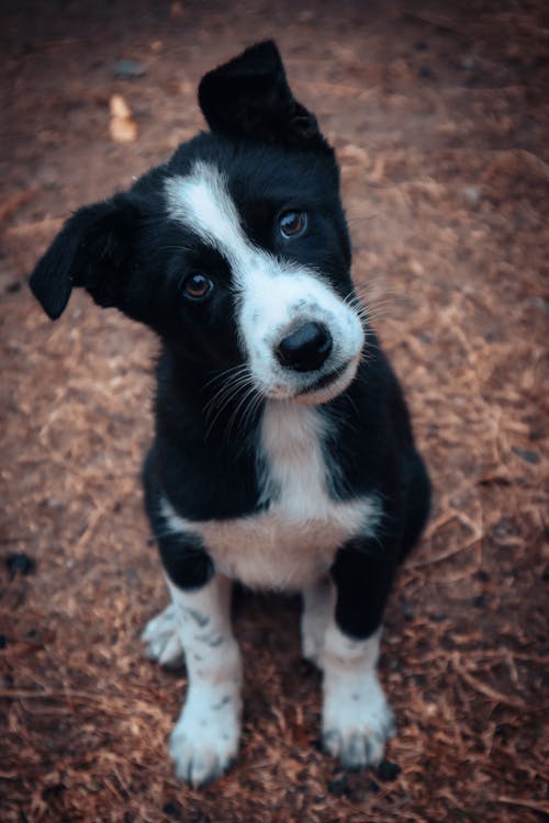 Free Close-Up Shot of a Puppy  Stock Photo