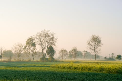 Fog on the Trees Behind the Fields