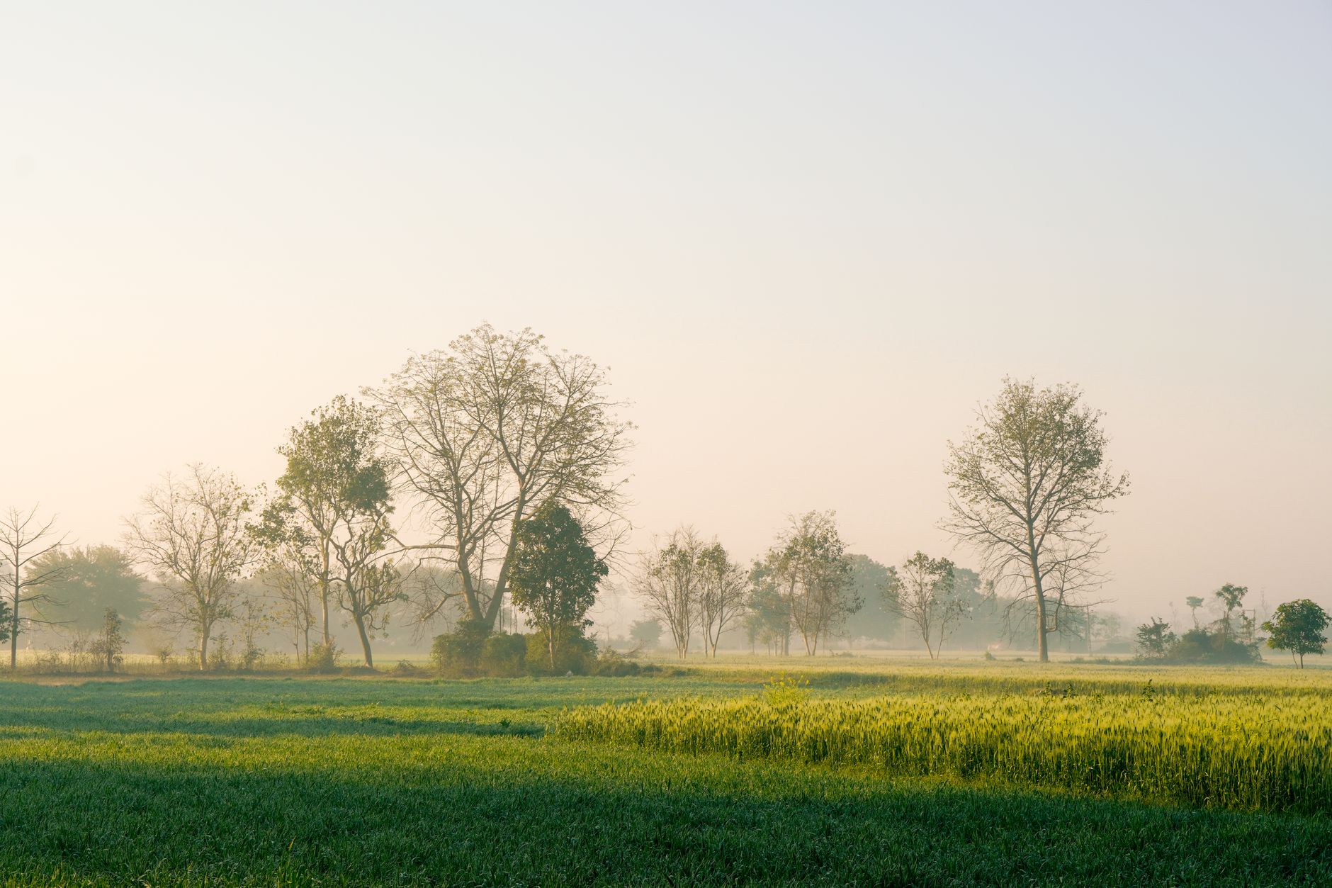 Peaceful rural landscape with mist and trees at dawn, ideal for serene backgrounds.