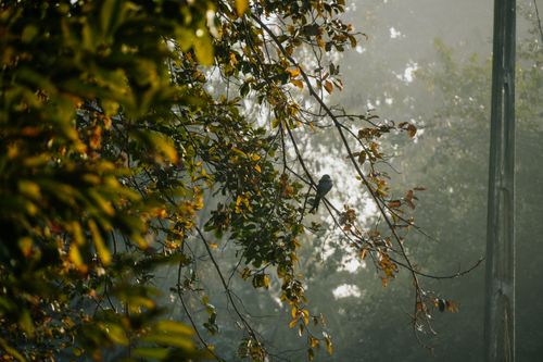 Free A tranquil scene of a bird perched on a branch in a foggy autumn garden. Perfect for nature enthusiasts. Stock Photo
