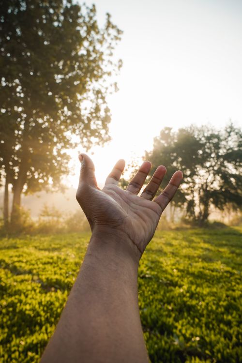 Free A hand reaching towards the sun in a lush green field surrounded by trees. Stock Photo
