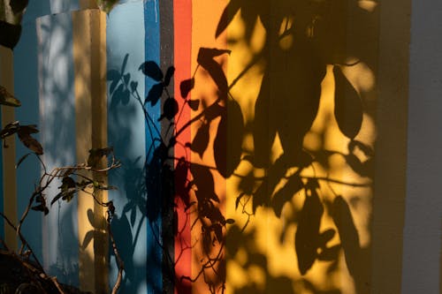 colourful wall with shadow of leaves