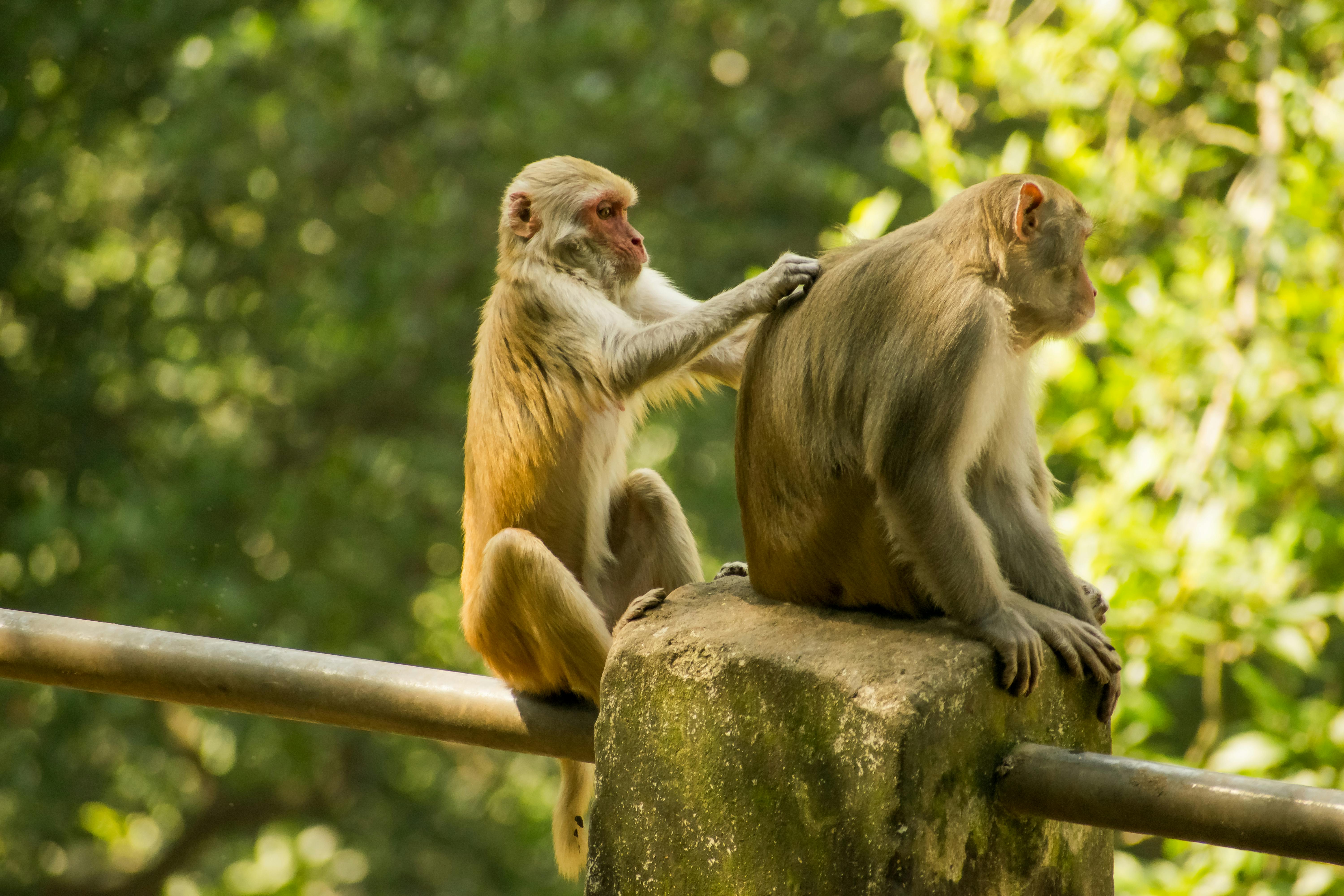Free stock photo of animal love, monkey sitting, monkeys