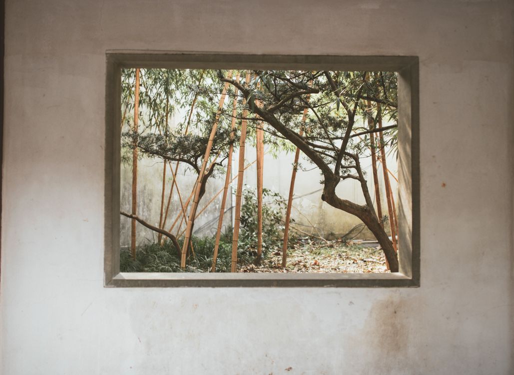Trees in a Forest Behind a Window · Free Stock Photo