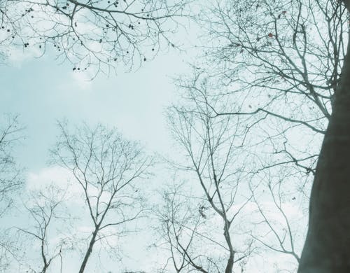 Gratis stockfoto met bladerloos, blauwe lucht, Bos