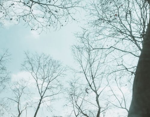Free Tranquil image of bare trees reaching towards a bright blue sky, symbolizing nature's quiet beauty. Stock Photo